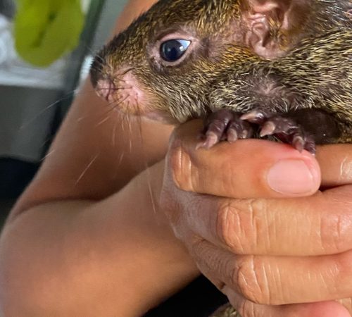 Descubre la buitrera 20