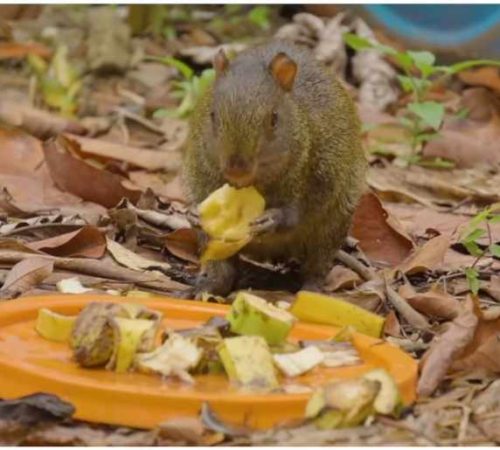 Descubre la buitrera 22